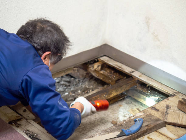 Best Commercial Mold Removal  in Brownsville, TN