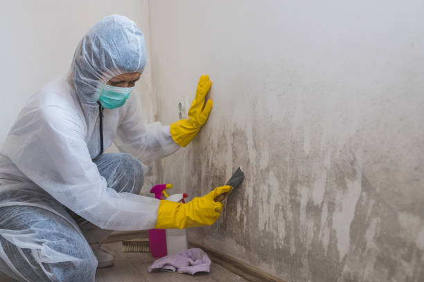 Crawl Space Mold Removal in Brownsville, TN
