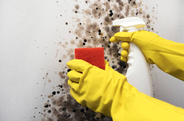 Home Mold Removal in Brownsville, TN