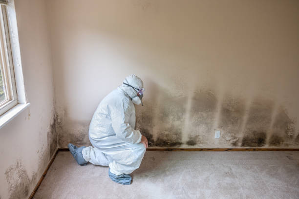 Best Toxic Mold Removal  in Brownsville, TN